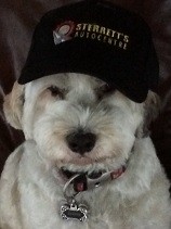The workshop dog wearing a Sterrett's Auto Centre cap